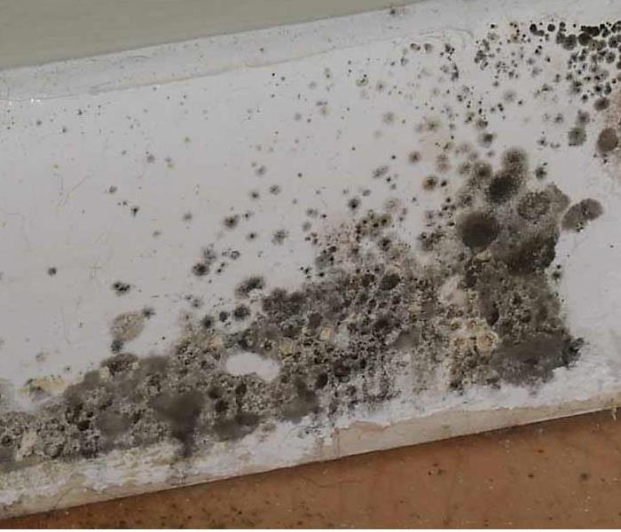 Mold spores growing on baseboard